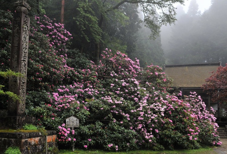 [相片1]在高野山的寺庙三弥院境内盛开的杜鹃花已被县指定为天然纪念物。