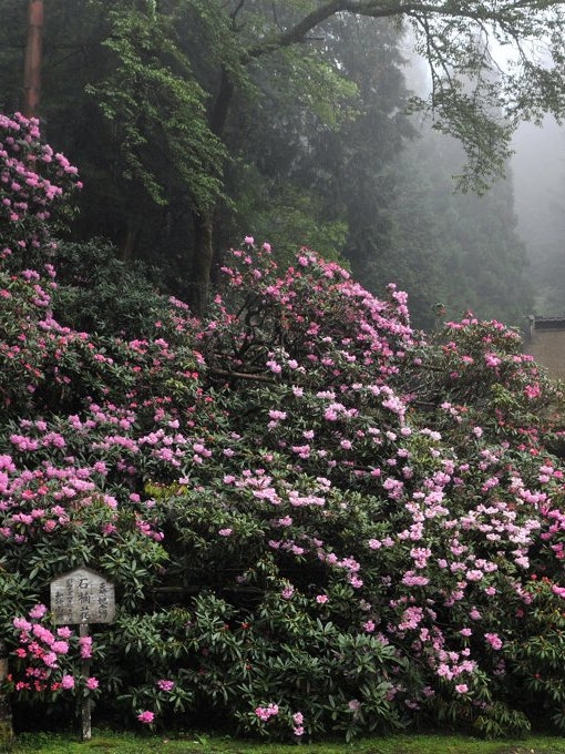 [Image1]The rhododendrons that bloom in the Precincts of Sanmai-in, a temple in Mt. Koya, have been designat