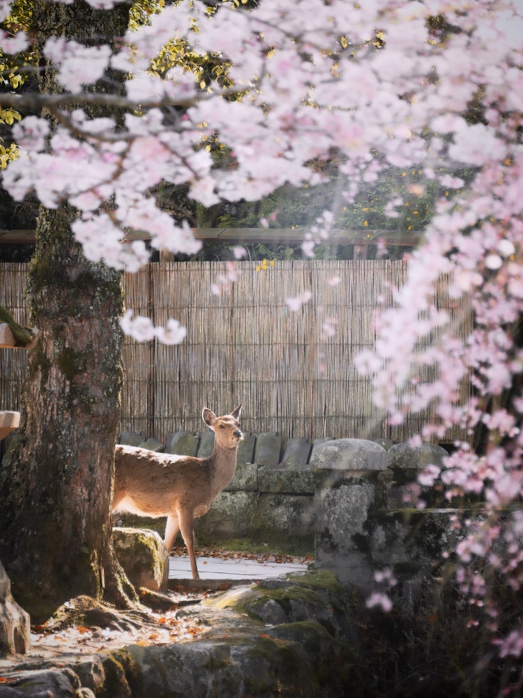 [이미지1]미야지마, 하츠카이치, 히로시마　(히로시마의 추천 명소)#미야지마 👈  꽃놀이를 즐기는 사슴이 있는 한 장 📸🦌🌸 벚꽃을 올려다 보는 사슴의 사진을 찍을 수있었습니다그것은 내가 가