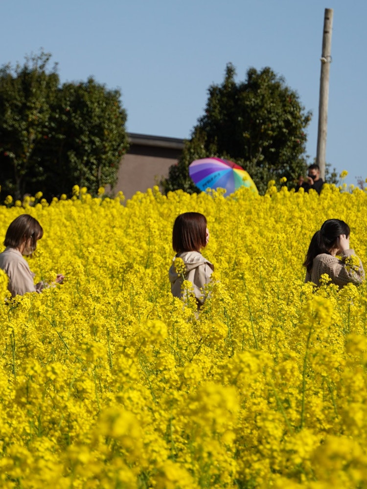 [画像1]福岡の能古島の菜の花畠は個人所有の広大な畠です。