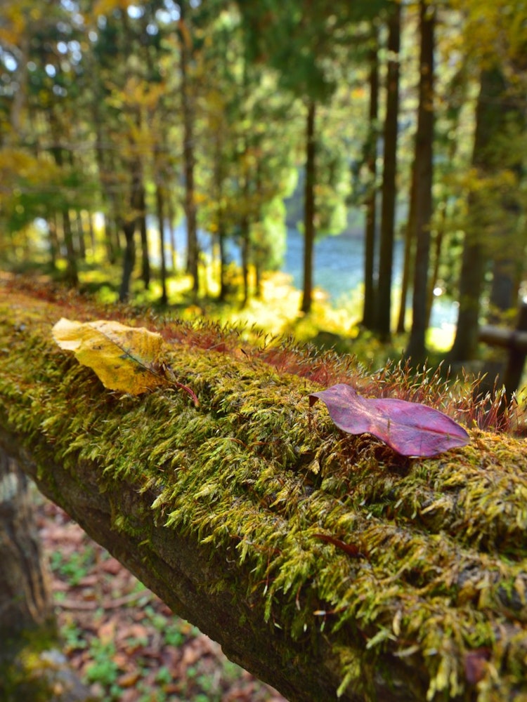 [Image1]Even moss leaves ♪ in autumn