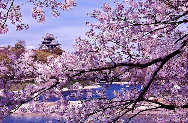 [画像1]岡山市の岡山後楽園の東側を流れる旭川の堤は桜の名所、岡山城を背景に毎年さくらカーニバルが開催され賑わいます。