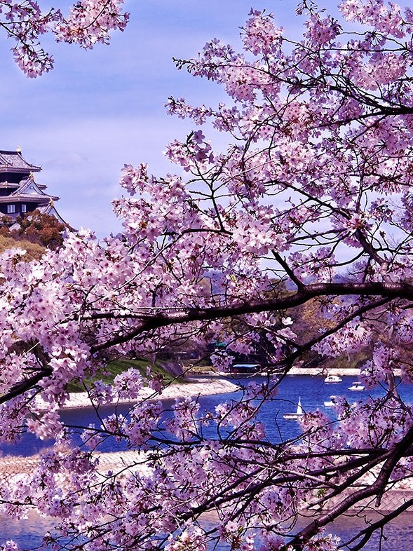 [相片1]流經岡山市後樂園東側的旭川河堤是著名的櫻花勝地，每年都會以岡山城為背景舉辦櫻花嘉年華。