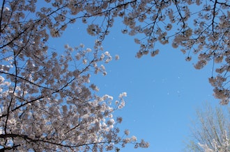 [Image2]It is the cherry blossom of Fudooka Fudoson in Kazo City.The cherry blossom blizzard was also beauti