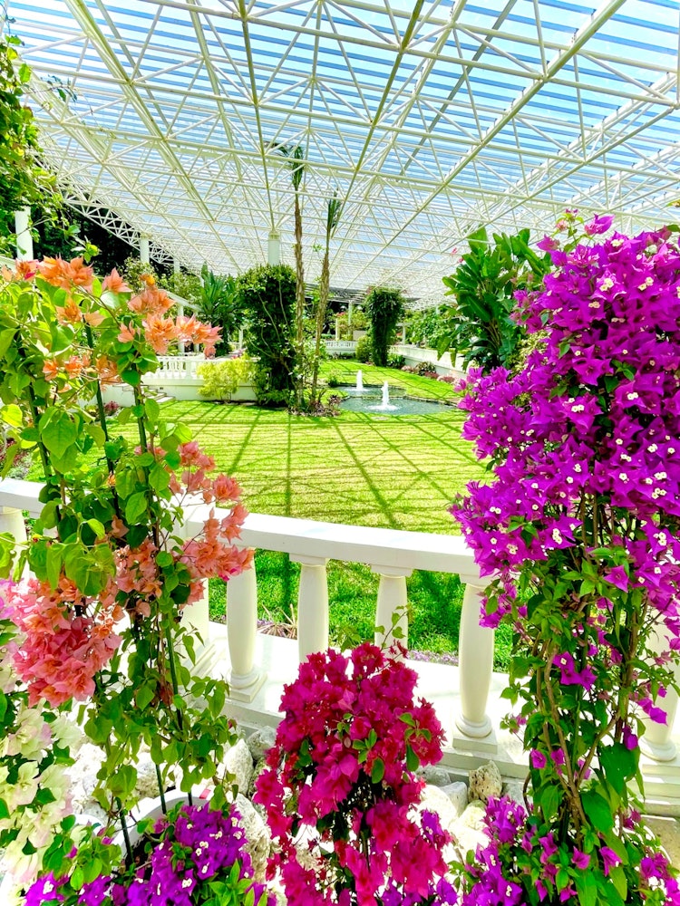[Image1]Bougainvillea 🤗 in Flower Park KagoshimaFlower Park Kagoshima is 😃 holding the Spring Festival 2023A