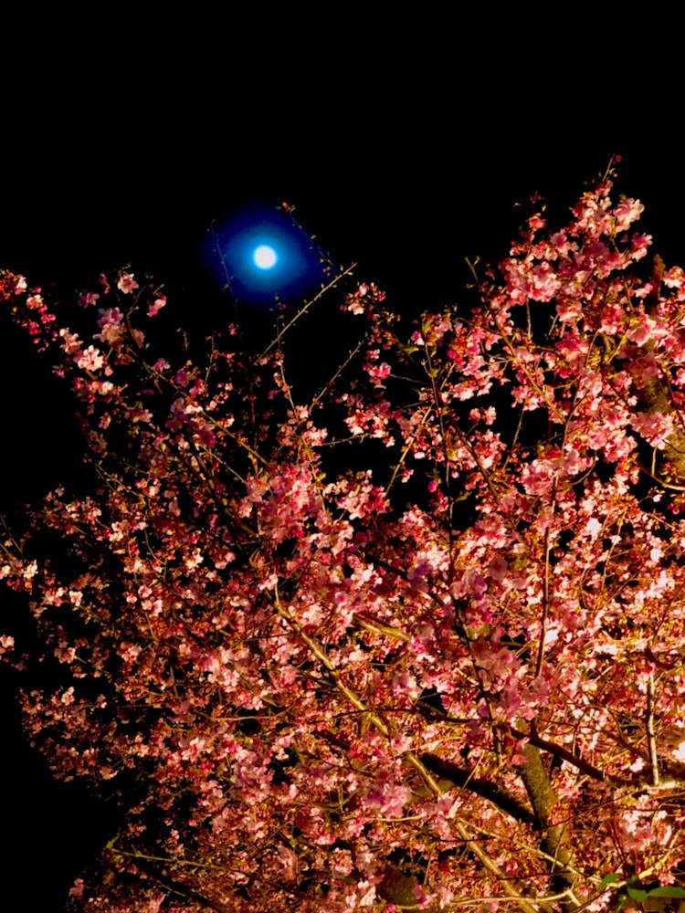 [相片1]满月和夜晚的樱花