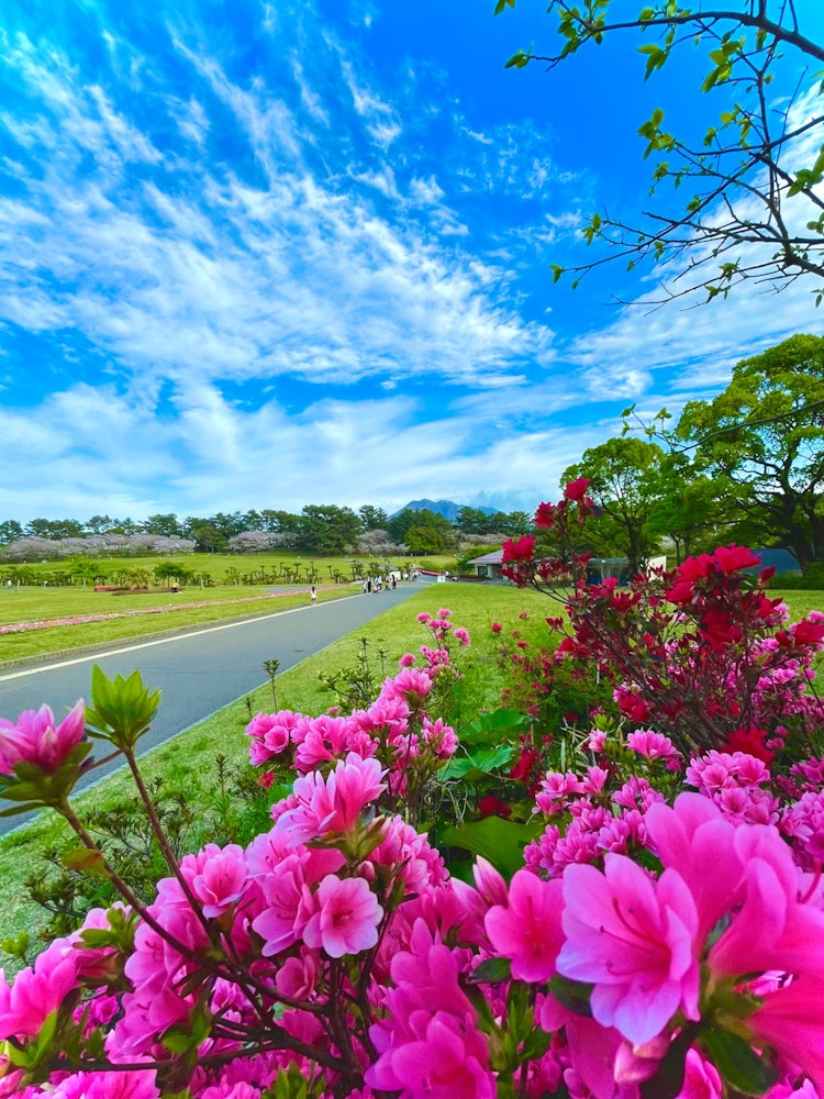 [이미지1]가고시마 현립 요시노 공원 🤗사쿠라지마도 볼 수 있는 도시 공원.약 800그루의 벚나무가 만개하고 약 4만 그루의 철쭉이 🥰 만개합니다.