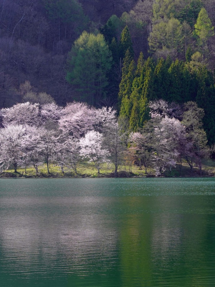 [Image1]Shooting date: April 23, 2021 Location: Lake Nakatsuna, Omachi City, Nagano Prefecture