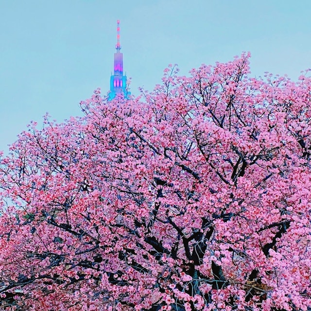[画像1]新宿御苑から18:00の閉園間際に撮りました。桜越しにライトアップされたドコモタワーが覗いてる最後に撮った1枚です！
