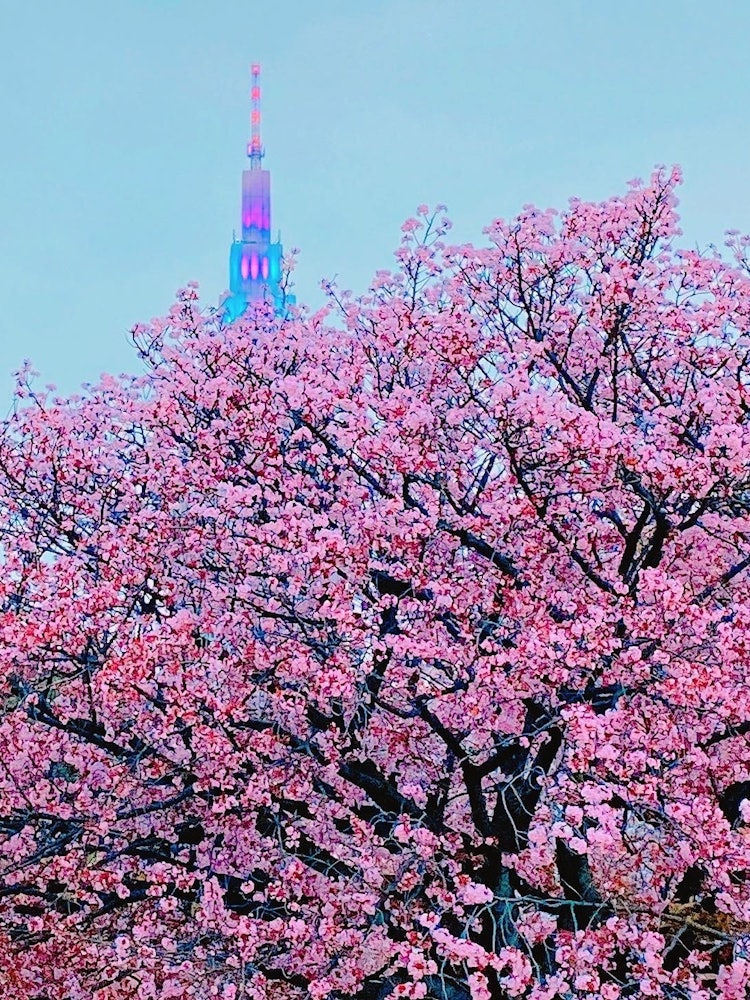 [相片1]我在18：00闭馆前从新宿御苑拍摄了这张照片。这是我拍摄的最后一张被樱花照亮的多科莫塔的照片！