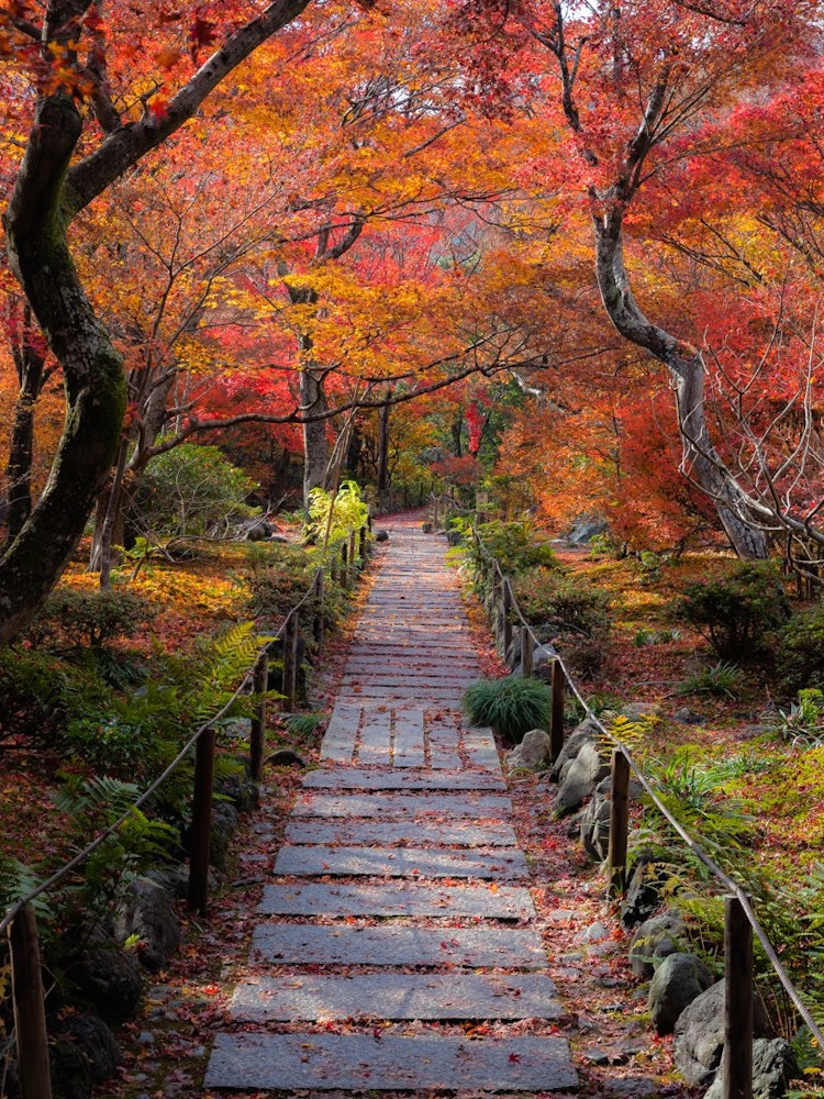 [이미지1]교토 아라시야마에 위치한 호가쿠인 사원은 가장 추천하는 사원 중 하나입니다.골목에서 조금 들어가 문을 통과하면 모두가 비명을 지르는 아름다운 세계가 있습니다.단풍 시즌뿐만 아니라 