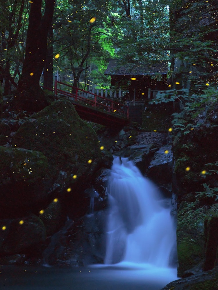 [Image1]Princess firefly at Jomaru Shrine in Tamba, Hyogo PrefectureThere are many spots to shoot fireflies 