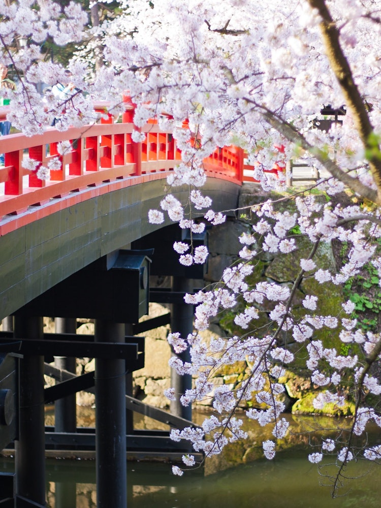 [画像1]赤い橋と桜は日本らしいコラボレーションだと思うのは自分だけじゃないはず。