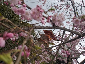 [相片2]京都的清水寺。这是一个可以感受四季的好地方。它开得非常漂亮。