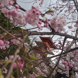 [Image2]Kiyomizu-dera Temple in Kyoto.It is a very good place where you can feel the four seasons.It was blo