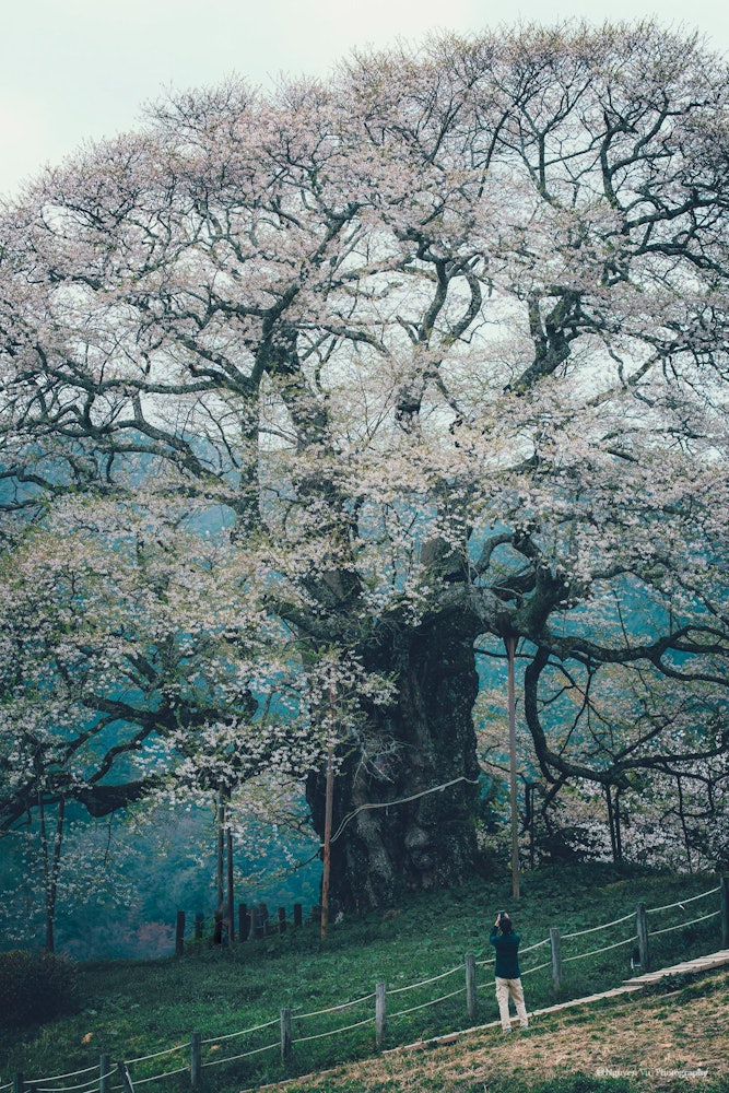 [이미지1]일본의 자연사쿠라 다이고오카야마에 위치수령 1000년이 넘은 것으로 추정되는 벚나무 한 그루입니다. 단 한 명만이 하늘을 향해 우뚝 솟아 있는 강인한 모습과 압도적인 존재감.