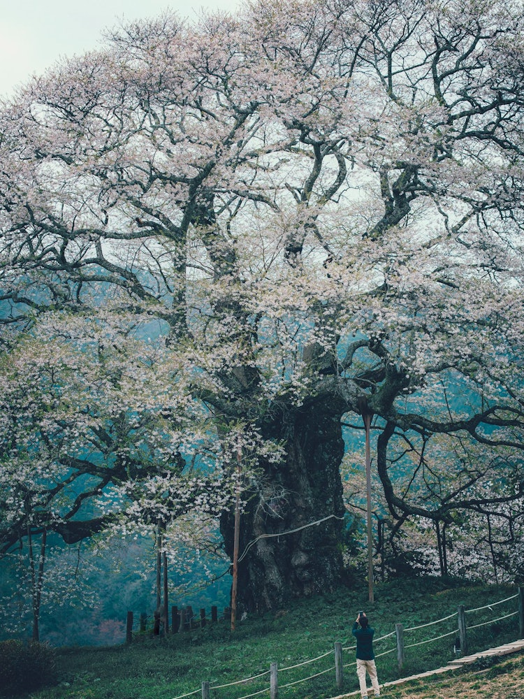 [Image1]Nature in JapanDaigo SakuraIn OkayamaIt is a single cherry tree that is estimated to be over 1000 ye