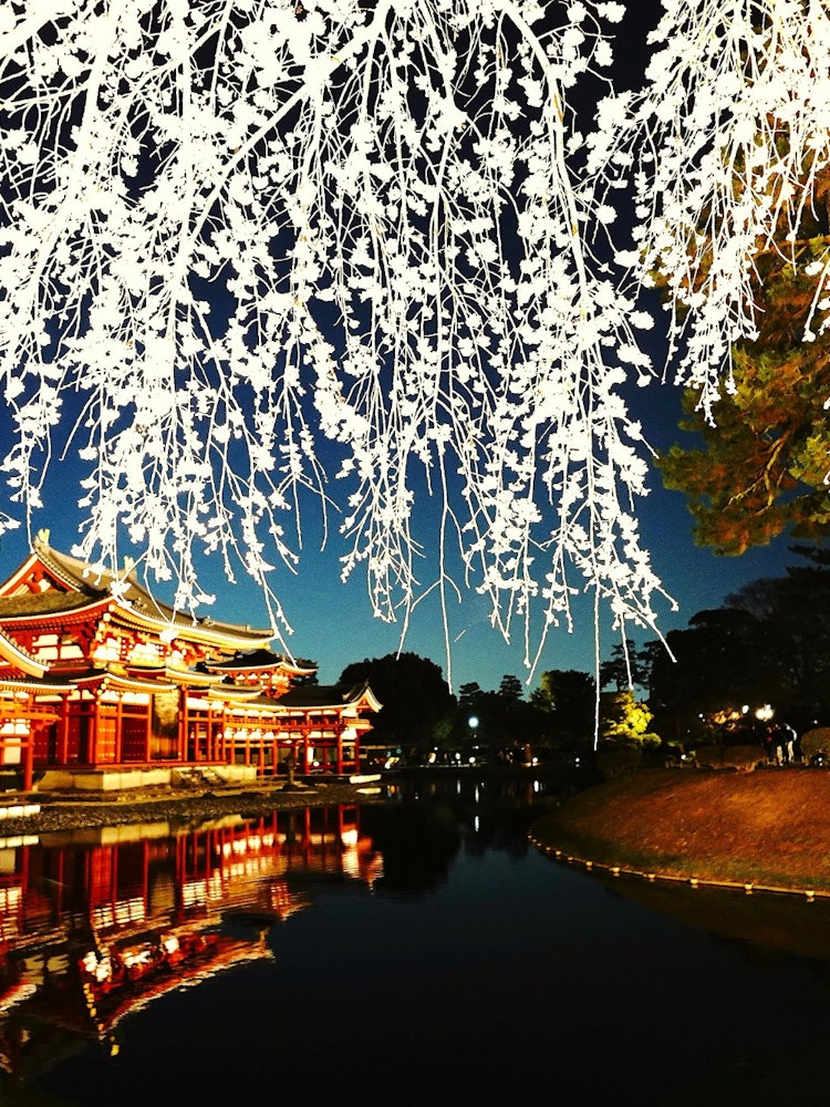 [Image1]Recently, I went to take a photo of the illumination of Byodo-in TempleI'm glad the cherry blossoms 