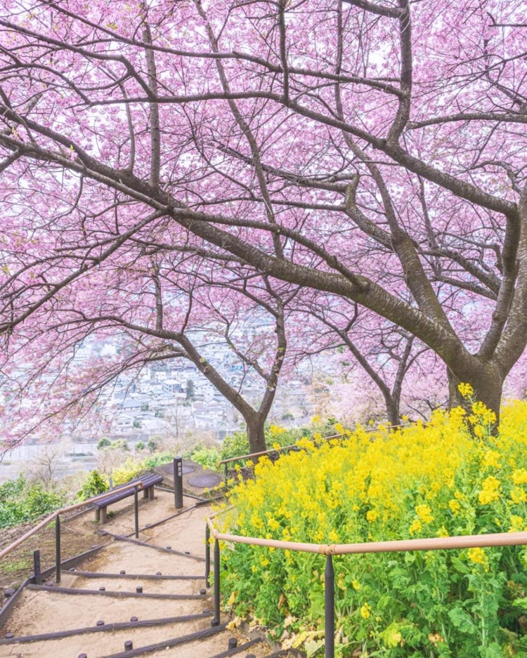 [相片1]春贤 🌸这是来自神奈川县松田山香草庭园的河津樱。在神奈川县，这是一个非常有名的地方，挤满了很多人。这是唯一可以看到樱花和油菜花合作的地方！一定要😊去参观