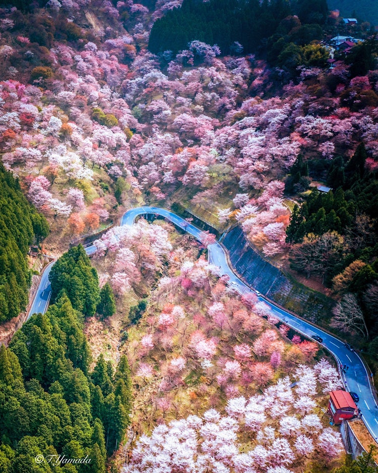 [Image1]A true bird's-eye view.Yoshino Yamakami Senbon in SpringNara 2021/4#Nature #Photo Contest#Mt. Yoshin