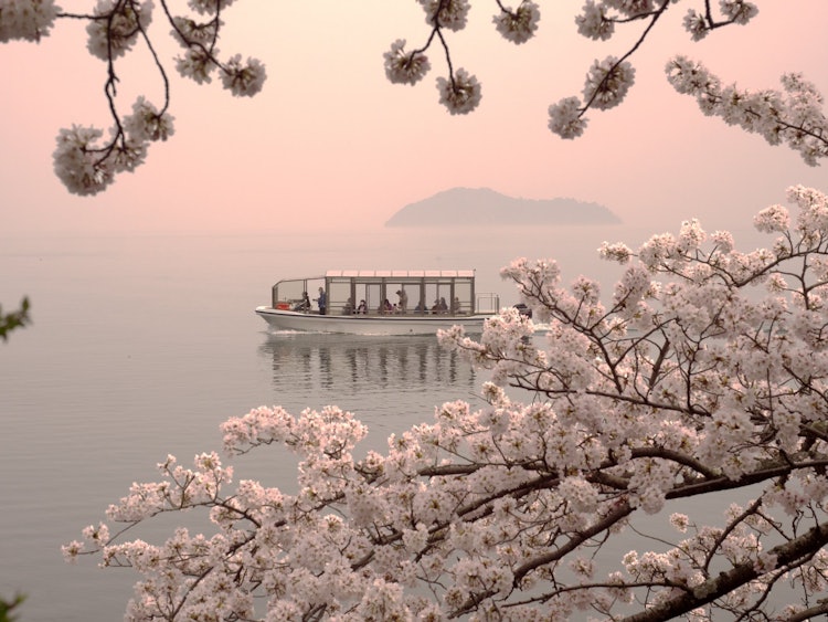 [相片1]從滋賀縣高島市的海津大崎看到的琵琶湖景色。盛開的櫻花和在春霧中微弱漂浮的築武島很美！