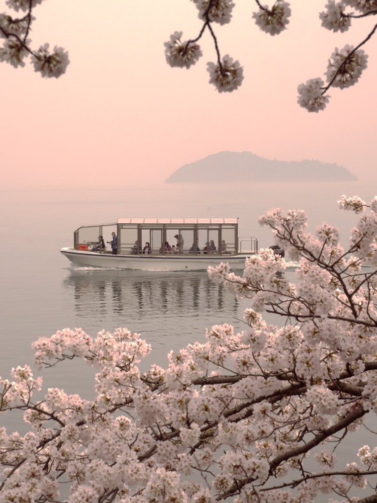 [相片1]從滋賀縣高島市的海津大崎看到的琵琶湖景色。盛開的櫻花和在春霧中微弱漂浮的築武島很美！