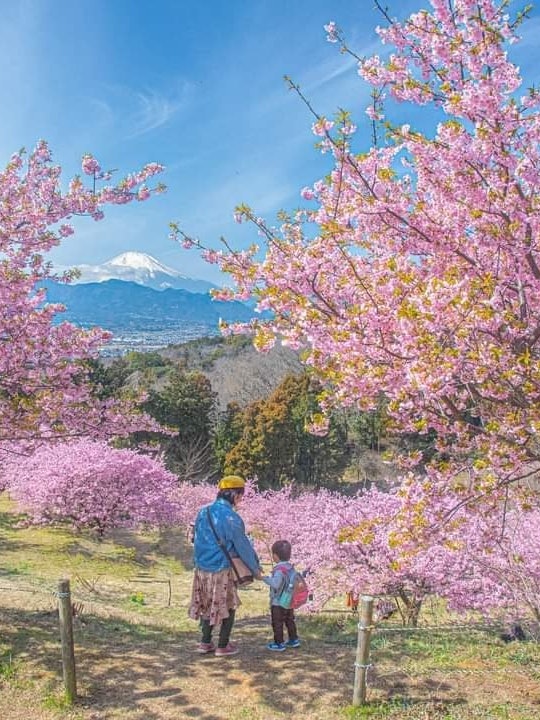 [Image1]It is 🌸 Kawazu cherry blossoms and Mt. Fuji of Oiyume no Sato in Hadano City, Kanagawa Prefecture.On