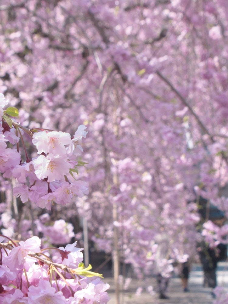 [画像1]春、吉祥寺（文京区）で、しだれ桜絶景。 見たことのない本数に感激。 今年の思い出