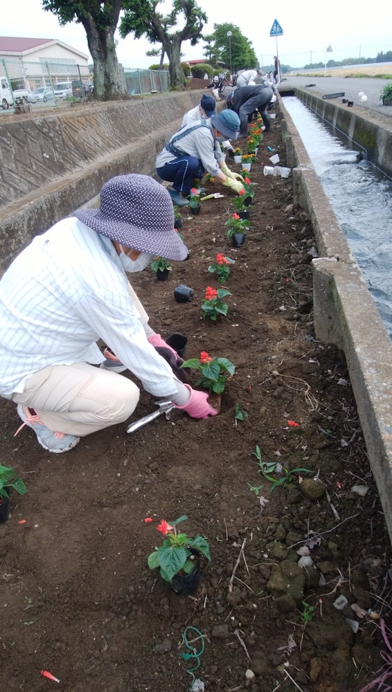 [Image1]Yesterday, Sunday, I planted various types of flowers in the flower beds of the local junior high sc