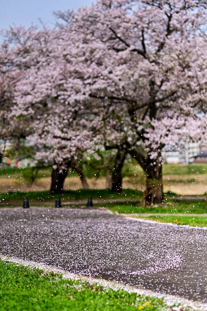 [相片1]我去年去过那里岩手县北上市的Tenshochi后来我才知道，这里是东北三大樱花盛地之一（笑）。 😃这是一个公园，所以你可以慢慢地看到它，没有汽车来来往往。这张照片不是在樱花散落的情况下拍摄的，而是在风