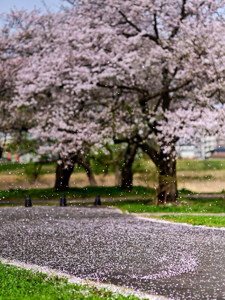 [画像1]去年も行ったんですが岩手県北上の展勝地東北三大桜の名所と後から知りましたが(笑)😃公園になってるので車の行き来がなくゆっくり見れますよこの写真は桜が散ってるのではなくつむじ風が吹いて桜が下から舞ってた
