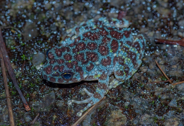 [画像1]沖縄には希少なカエルが多く生息しています。代表的なものにイシカワガエルがあります。彼らは通常、鮮やかな緑色の体表に黒い斑点があります。これは苔の生えた岩肌に擬態する効果があります。しかし、染色体異常に