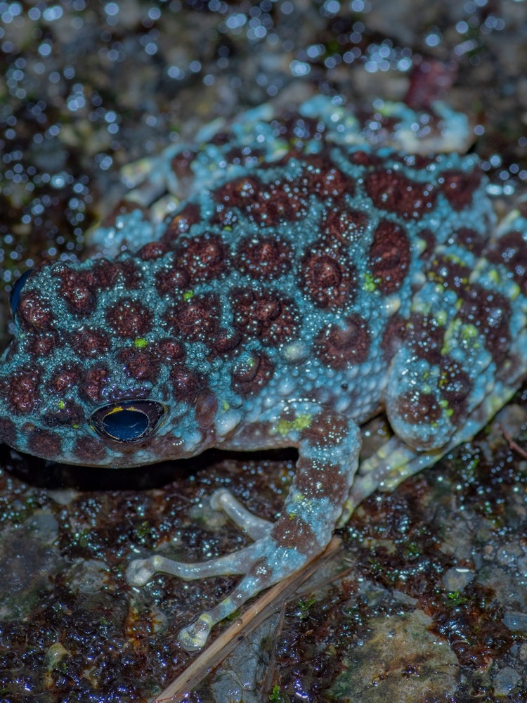 [相片1]許多稀有青蛙生活在沖繩。一個典型的例子是石川蛙。它們通常在亮綠色的體表上有黑點。這具有模仿長滿苔蘚的岩石表面的效果。然而，由於染色體異常，會出現藍色的個體。這是一種非常明亮的藍色。找到它的人會很幸運：