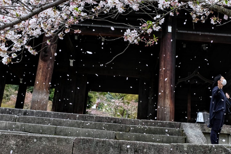 [Image1]In front of the Chion-in Sanmon in Kyoto. I witnessed the cherry blossom blizzard.