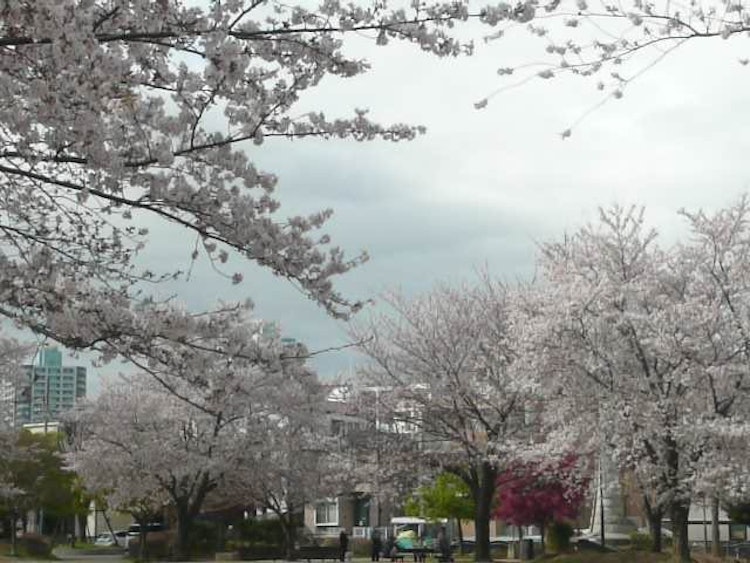[画像1]家の近くの公園です。 春は桜が満開になり、子供連れのファミリーもたくさんいて賑わっています。 広いので、いい散歩になります(^^♪