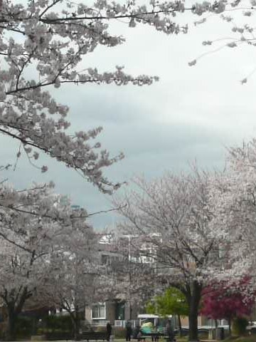 [Image1]It is a park near the house. In spring, the cherry blossoms are in full bloom,There are many familie
