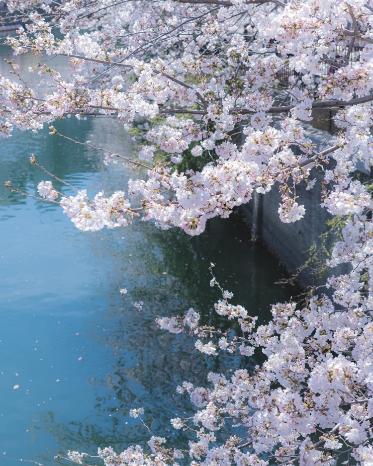[Image1]The cherry blossoms blooming along the river are kind of calming, aren't they?I wonder if spring flo