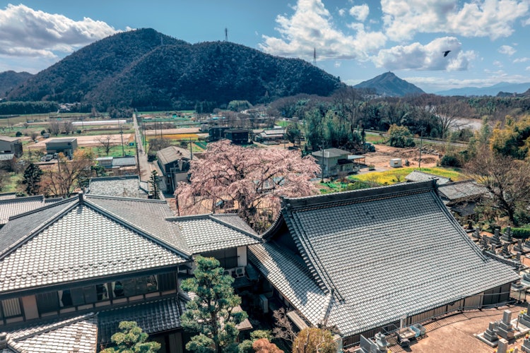 [이미지1]벚꽃 위의 기후 성 (작지만)린양사 뒤편에서 드론으로 공중 촬영을 했습니다.Rinyoji Temple, Gifu City, 기후현(현)3월 2024🔴 사진 촬영을 희망하시는 분은 