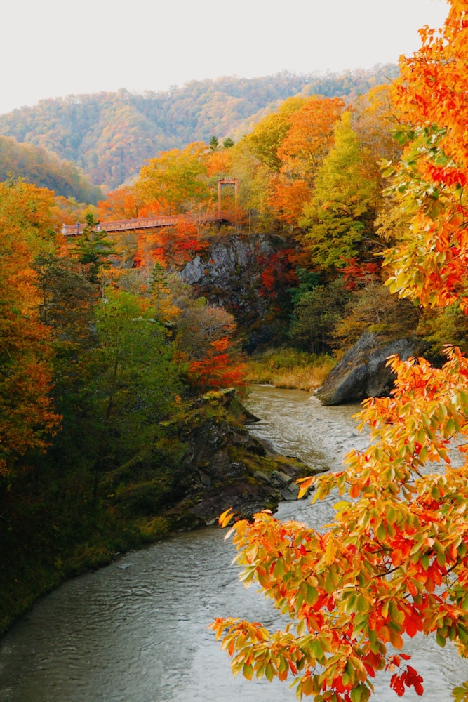 [Image1]At the best of times 🍁Autumn leaves in Yubari River and Takikami ParkI was impressed by the colorful