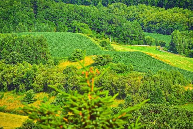 [画像1]北海道の緑の美しさを目撃します。この場所を訪れた後、私はとてもリラックスした気分になります。2021年夏に北海道富良野エリアの日の出公園からでした。爽やかで美しい緑の風景。
