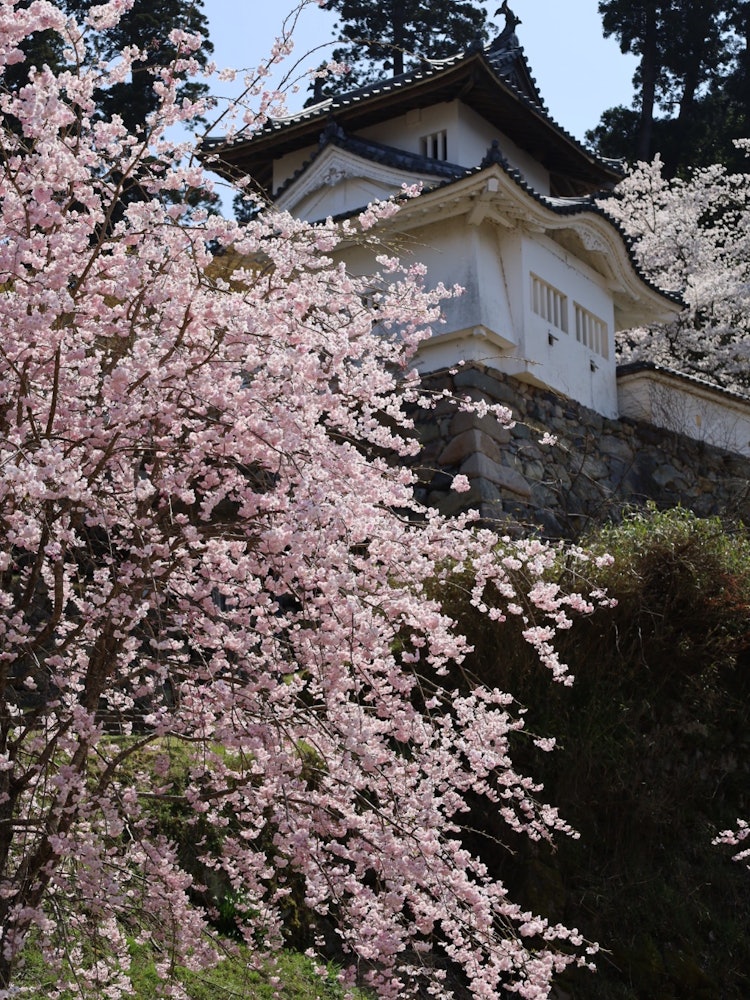 [Image1]The pink cherry blossoms and the castle shine.