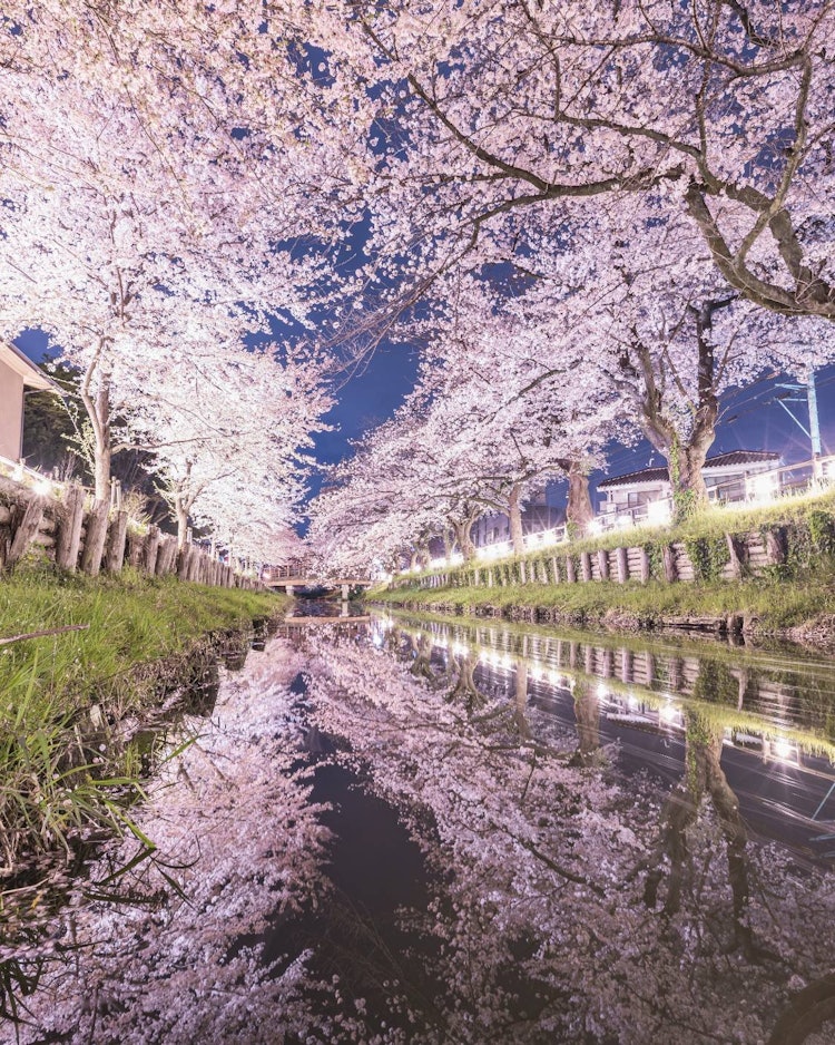 [이미지1]벚꽃 가로수가 수면에 비친 모습사이타마현 가와고에시에 있는 벚꽃나무입니다매년 3월에 만개하여 밤에는 라이트 업됩니다.무엇보다도, 수면에 반사되어 진정으로 다른 세상을 볼 😄 수 있