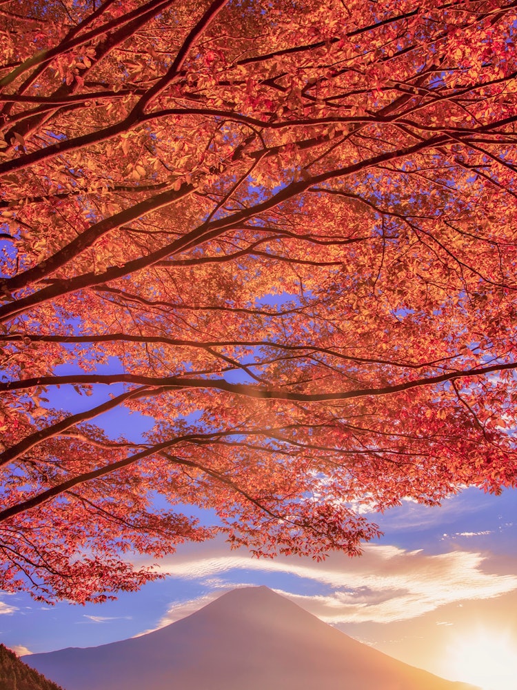 [相片1]我很期待今年秋天。這幅作品是前幾天在狸貓湖拍攝的。秋天的紅葉在清晨的陽光下很美。富士山和美麗的紅葉靜岡縣富士宮市狸湖2021／10／8