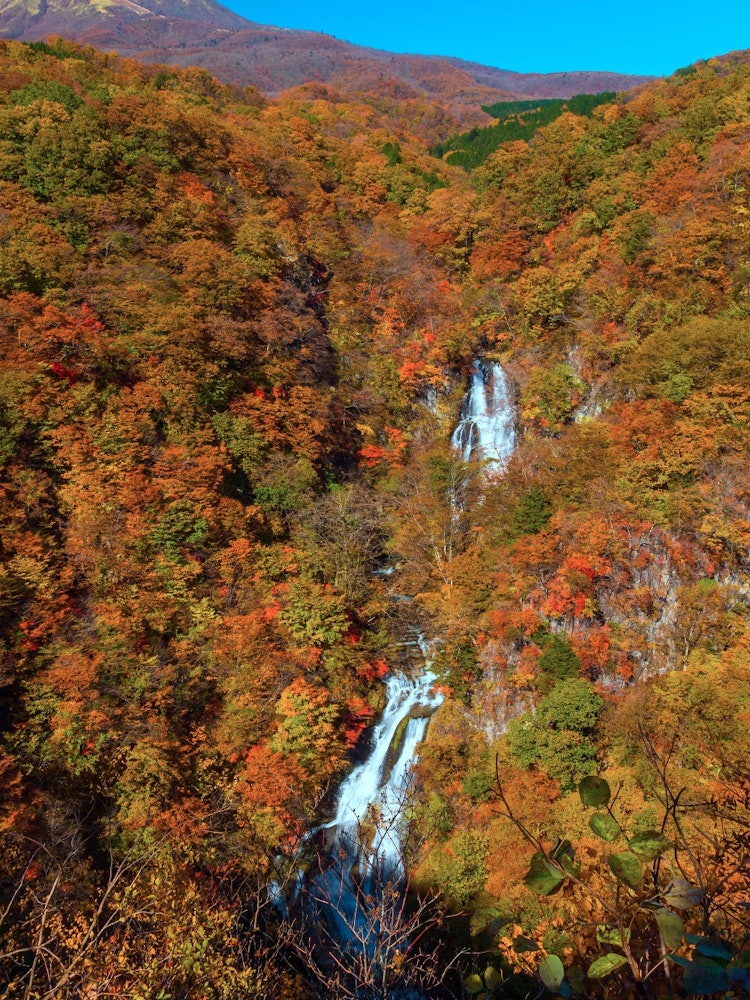 [Image1]Autumn leaves of Nikko Kiri no FallsKiriyuki Falls in a spectacular valley