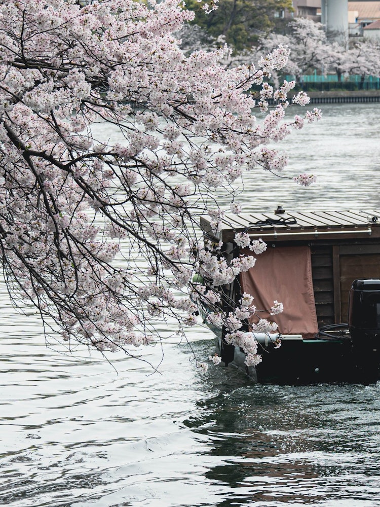 [Image1]Sakura cruise on Osaka Okawa.You can enjoy the cherry blossoms on the boat and have a special experi