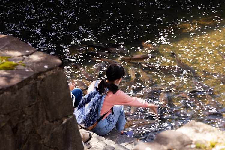 [相片1]五條川是100個最佳賞櫻景點之一。 這是一個安靜的春天場景，女孩們輕輕地餵食從覆蓋著櫻花花瓣的河面上出現的鯉魚。