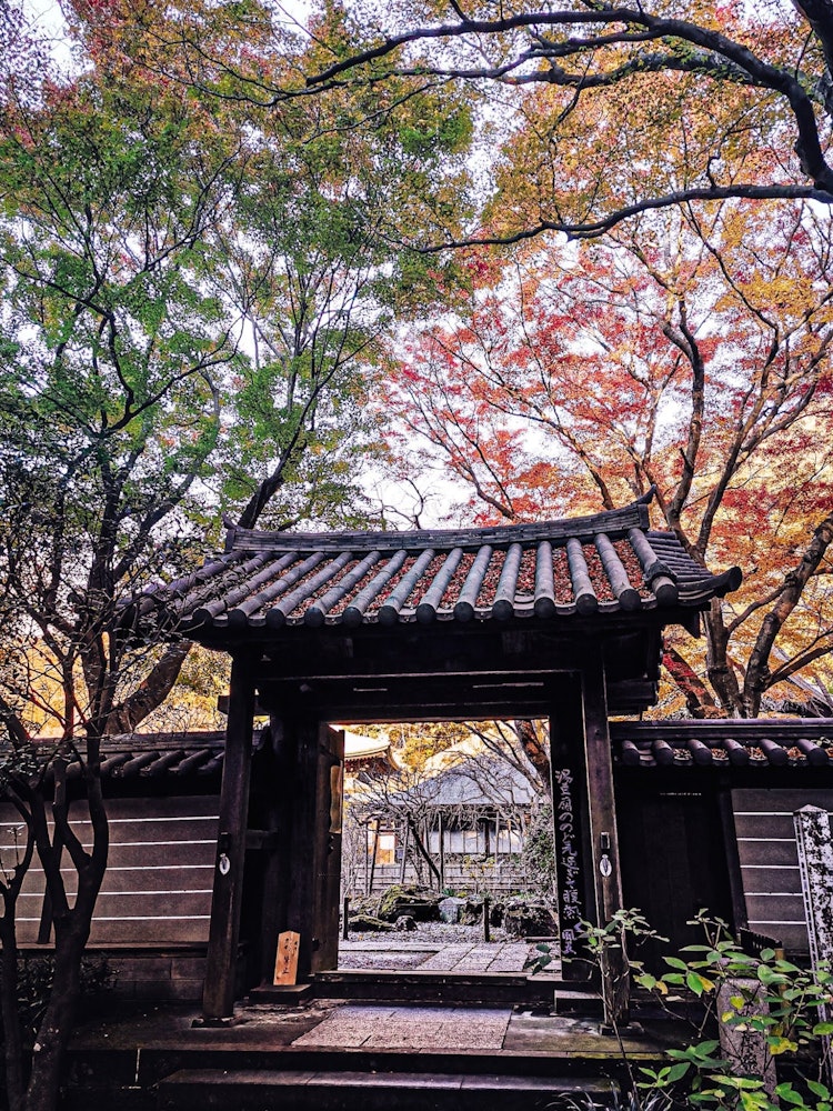 [Image1]Kamakura's inner zashiki, Zuisenji Temple.In late December, the temple of autumn leaves is the slowe