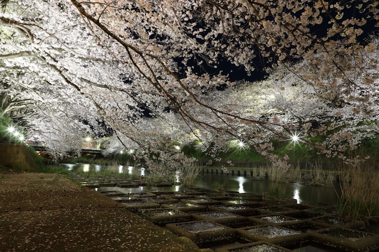 [相片1]山口县矿山城市 Yoshinori Atsusagawa一棵古老的樱花树，树枝垂在河面上。