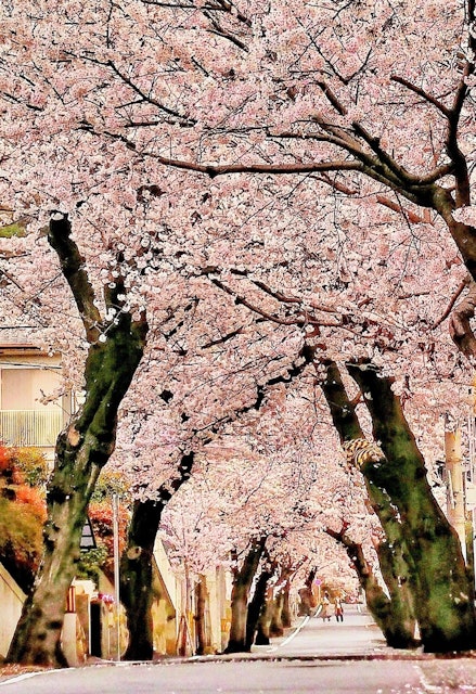 [画像1]いよいよ桜の季節がやってきました!!写真は神戸市灘区の桜のトンネルと呼ばれている所です。摩耶ケーブル駅のすぐ近くから、南北に約400mの坂道に約70本のソメイヨシノが植えられています。 これは摩耶ケー