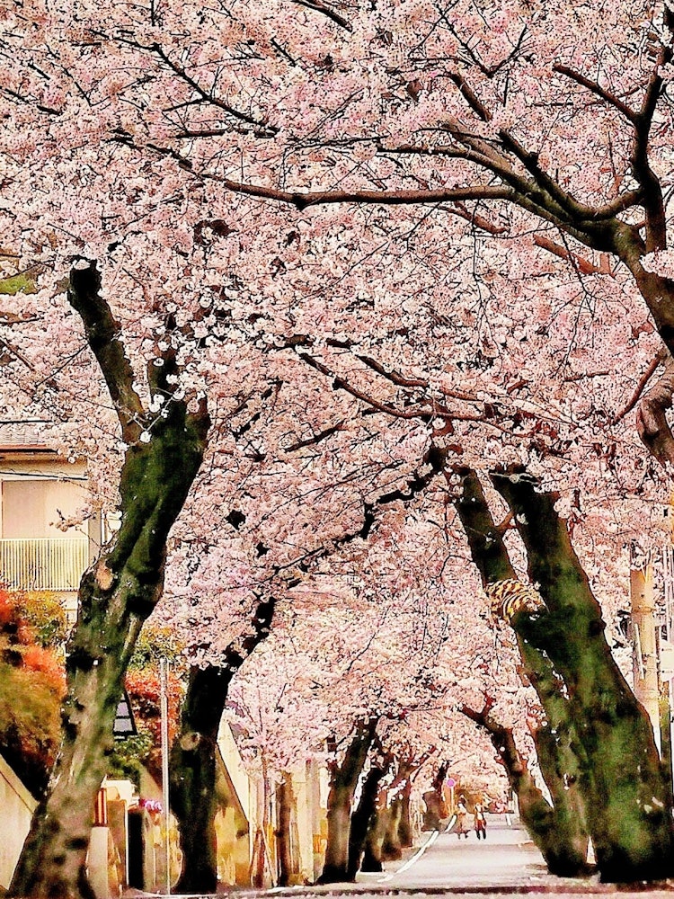 [이미지1]드디어 벚꽃 시즌이 왔습니다!사진은 고베시 나다구에 있는 벚꽃 터널이라는 장소를 보여줍니다.마야 케이블역 바로 부근에는 남북 약 400m의 경사면에 약 70그루의 왕벚나무가 심어져